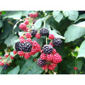 Individuel Quick Freezin-IQF Organic Blackberry Zl-009